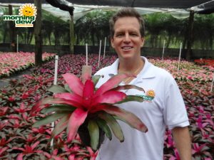 bromeliad neoregelia puppy love