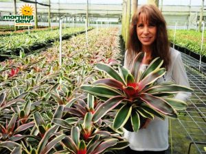 bromeliad neoregelia rafael