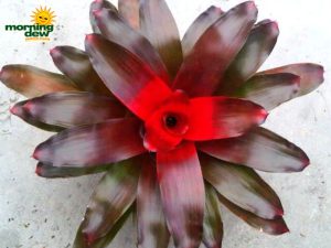 neoregelia rivera bromeliad