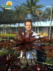 bromeliad neoregelia royal burgundy