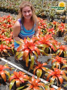 bromeliad neoregelia tangerine