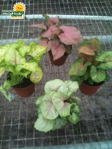 nephthytis assorted syngonium