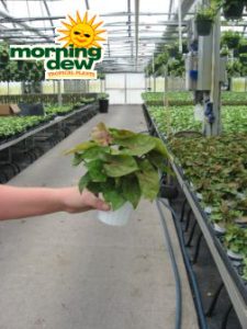 nephthytis berry allusion syngonium