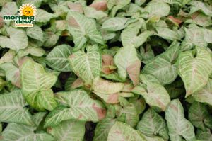 nephthytis confetti syngonium