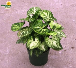 nephthytis green star syngonium