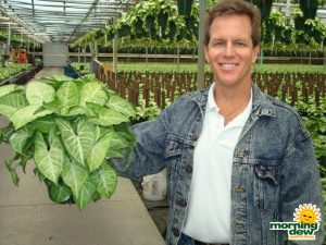 nephthytis white butterfly syngonium