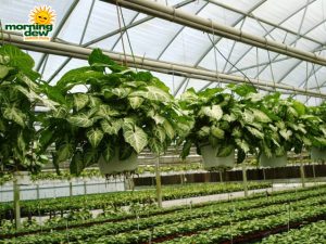 nephthytis white butterfly syngonium