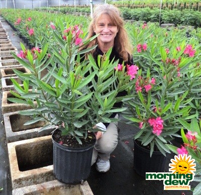oleander bush calypso