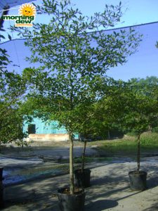 olive black large leaf