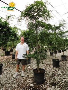 olive black shady lady