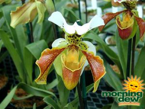 orchid paphiopedilum