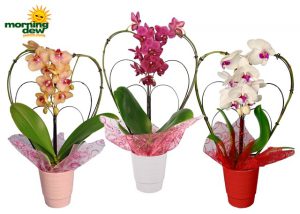 orchid phalaenopsis heart shape