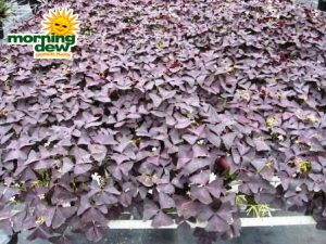 oxalis shamrock red