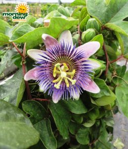 passion flower bloom