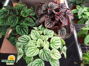 peperomia assorted ripple