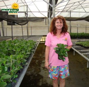 peperomia obtusifolia