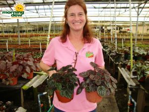 peperomia ripple green red