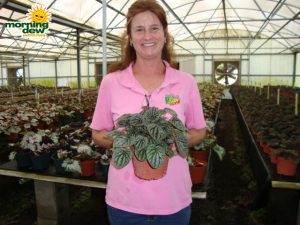 peperomia silver ripple