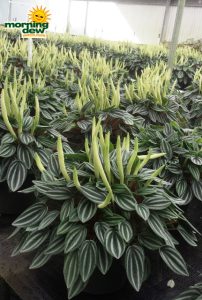 peperomia watermelon mini