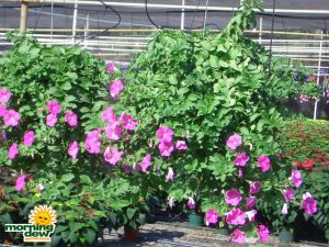 petunia Hanging Basket