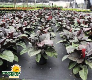 philodendron black cardinal