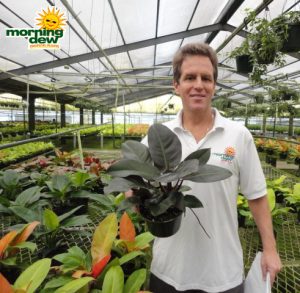 philodendron black cardinal
