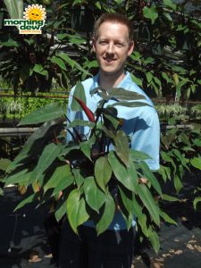 philodendron bloody mary