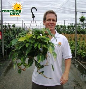 philodendron brasil