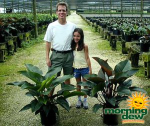 philodendron congo rojo congo