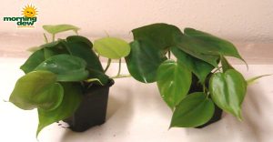 philodendron cordatum