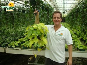 philodendron cordatum lemon lime