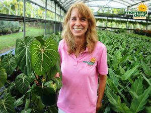 philodendron gloriosum