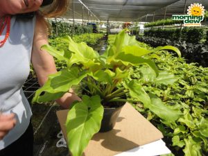philodendron golden xanadu