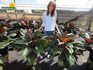 philodendron imperial red