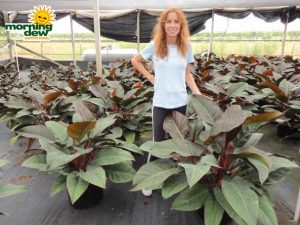 philodendron imperial red
