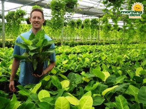 philodendron moonlight