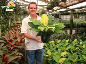 philodendron moonlight