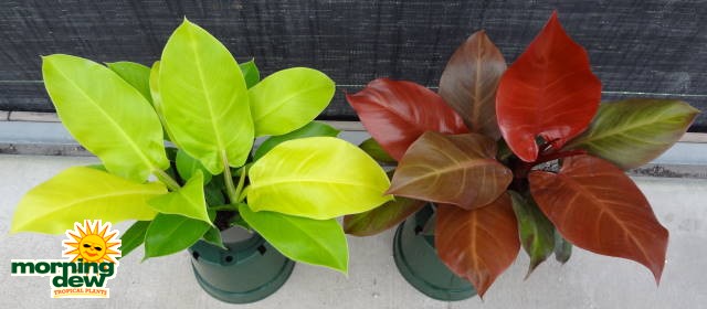 philodendron moonlight mccolleys finale