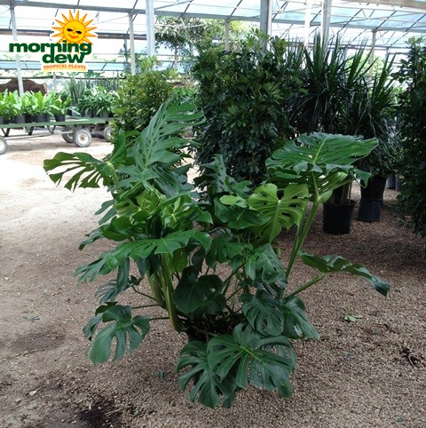 philodendron pertussum