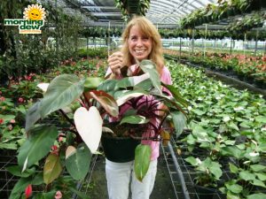 philodendron pink princess