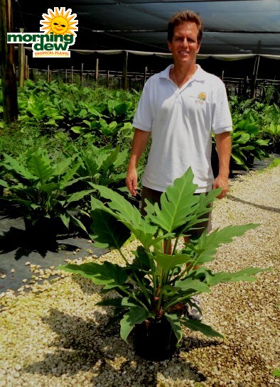 philodendron pinnatifidum