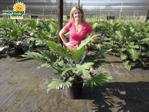 philodendron pinnatifidum