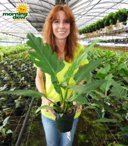 philodendron pinnatifidum