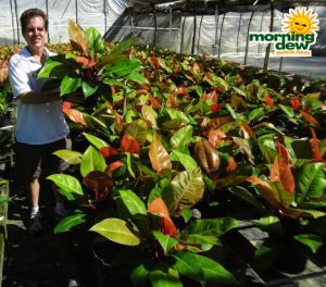 philodendron prince of orange