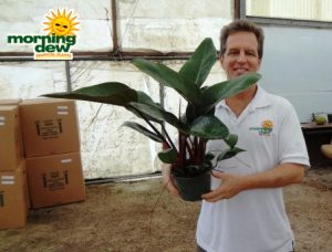 philodendron rojo congo