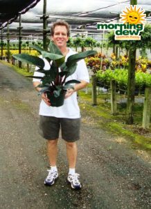 philodendron rojo congo