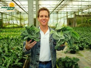 philodendron scindapsus