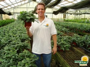 philodendron scindapsus