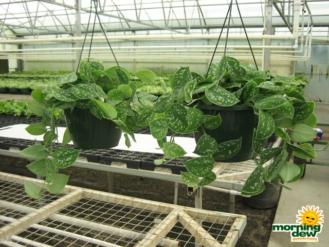 philodendron scindapsus Hanging Basket