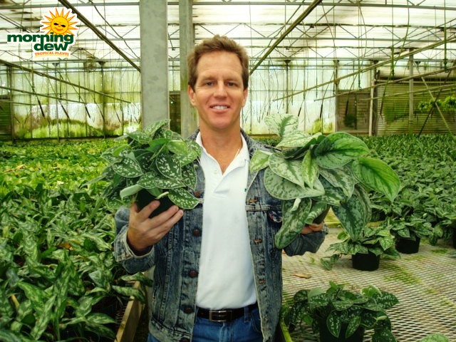 philodendron scindapsus